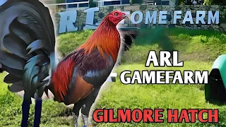 Let's Visit This Gamefarm: ARL Gamefarm | Gamefowl Showing | @Boyakz_Backyard