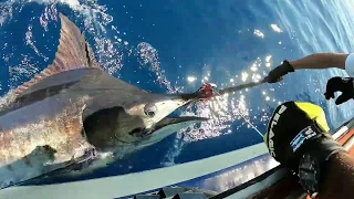 Blue marlin Azores - best of 2018