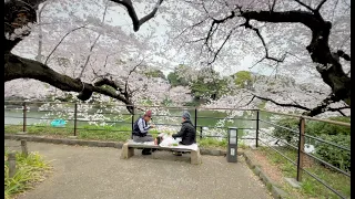 Cherry Blossoms in Tokyo Japan: 6 Best Places for Sakura in 2022
