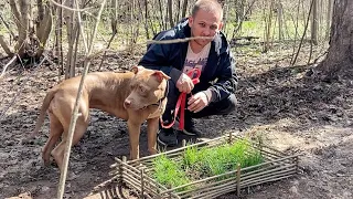 Сделал оградку на могилке у Тайсона