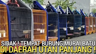 TERKENAL MEWAH ! MURAH GARANSI TOTAL MARKAS MURAI BATU BUKAN DI PASAR BURUNG PRAMUKA