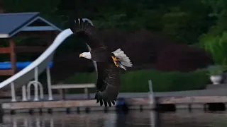 Eagle on Lake Morton