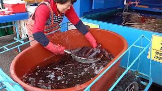 오징어난전 Amazing Squid Restaurant on Harbor Street | Squid Sashimi, Steamed Squid - Korean street food