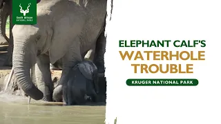 Elephant calf gets in trouble at the waterhole, Kruger National Park