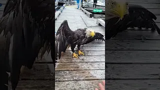 😳 Rescuing a bald eagle #shorts