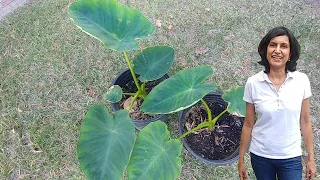 Growing taro leaves (with actual results and a snack recipe)