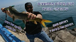 דגים גדולים מתפוצצים על הדמויים בכנרת אקשן על פני המים Fishing with a float in the Sea of ​​Galilee