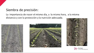 Manejo de maíz bajo riego en ambientes de alta productividad