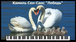 Камиль Сен-Санс "Лебедь" (Карнавал Животных)/ Sen-Sans - The Swan From “The Carnival of the Animals”