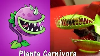 Plants Vs Zombies 2 Plantas en la Vida Real con Imágenes SEGUNDA PARTE