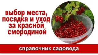 Выбор места, посадка и уход за красной смородиной.