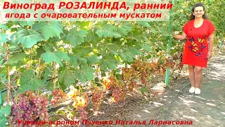 Виноград РОЗАЛИНДА - лидер вкуса и красоты, крупных гроздей. Пузенко Наталья Лариасовна