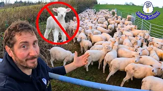 Breeding Plans POSTPONED - Ewe Lamb Torture