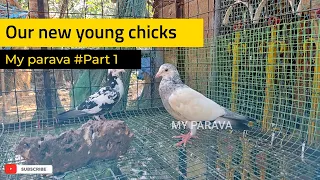 Our new young chicks | My parava | kerala pigeons