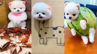 Tik Tok Chó Phốc Sóc Mini 😍 Funny and Cute Pomeranian #294