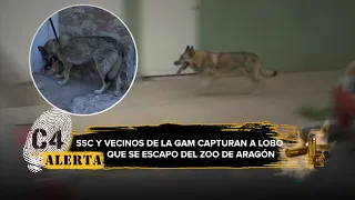 Lobo se escapa de Zoológico de Aragón y se pasea por las calles de la GAM