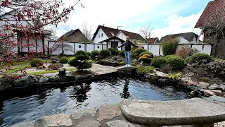 Modern Koi Blog #4485 - Bernds Koiteich inklusive liebevoll gestaltetem Japangarten