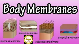 Body membranes. Serous membrane. types of body membranes. serous membranes.