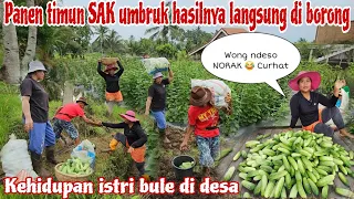 ISTRI BULE JADI PETANI DI DESA GATEL KABEH😂‼️Panen timun SAK UMBRUK LANGSUNG DI JUAL HABIS