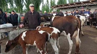 Beshariq mol bozori sigirlar va ģunajinlar narhlari bilan tanishing 26.05.2024yil