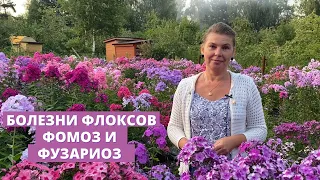 Болезни флоксов. Лечим фомоз и фузариоз