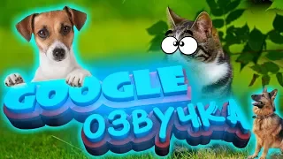 СМЕШНАЯ GOOGLE ОЗВУЧКА. 😂 Смешные животные. Приколы. Выпуск 7