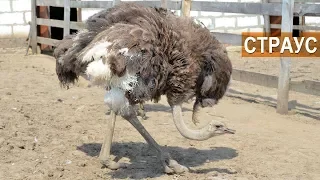 Чёрный африканский страус. Резведение и содержание. Зооферма "Алексин-страус".