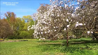 КРАСИВОЕ ,РАДОСТНОЕ ПЕНИЕ ПТИЦ ВЕСНОЙ,ЦВЕТЕНИЕ МАГНОЛИИ,ПОЗИТИВНАЯ ЭНЕРГИЯ ВИДЕО ЗАРЯЖАЕТ ОПТИМИЗМОМ