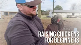 Beginner's Guide to Raising Backyard Chickens