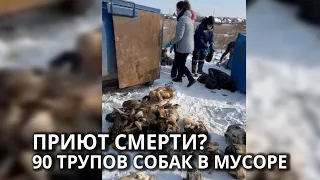 Куча мертвых собак в приюте для животных РИЧ