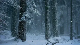 🌨️ЗВУК СНЕГА В ЛЕСУ ДЛЯ СНА И ОТДЫХА Звуки зимнего ветра