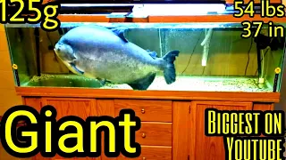 RESCUING The biggest pacu  -  huge pacu in a 125 gallon tank,  Ohio Fish Rescue.