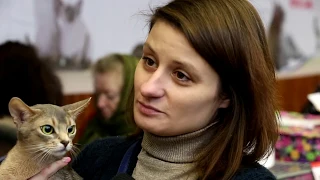 Виставка котів RUI Cat Show | Події 5 Серія | Фауна