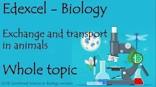 The whole of Edexcel EXCHANGE AND TRANSPORT. GCSE biology or combined science revision for paper 2