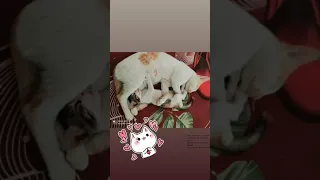Mother Cat Hugging her Cute Kitten- 🐱Best Family