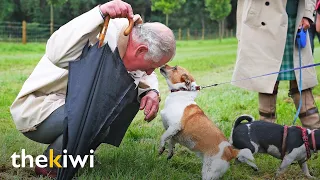 The new pets that will arrive at Buckingham Palace