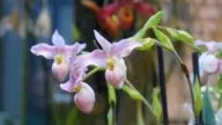 Thousands of orchids bloom in snowy Moscow