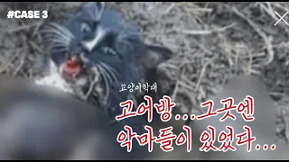 고양이 학대 고어방의 실체!!