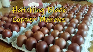 Hatching Black Copper Marans