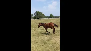 LEXI dun it for whizkey filly out Wimpy mare