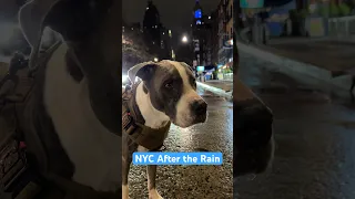NYC After the Rain w/Hudson the Dog #cutedog #dogshorts #pitbull #doglover #doglife #nyc #rain #dog