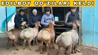 EDILBOY XSORI QO'ZILARI KELDI