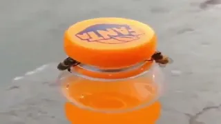 Zwei Bienen öffnen zusammen eine Flasche FANTA.