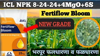 ICL 8-24-24+6MgO+6S FERTILIZERS | ICL FERTIFLOW BLOOM |icl fertilizers