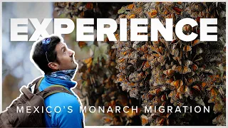 Experience Mexico's Monarch Butterfly Migration