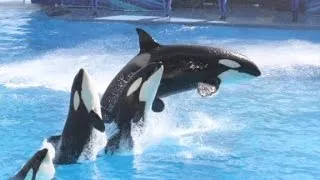 SeaWorld ending orca breeding program