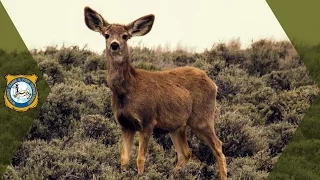 Wyoming Mule Deer - Winter Recovery