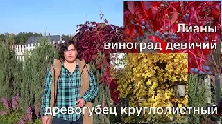 Лианы - виноград девичий и древогубец круглолистный.