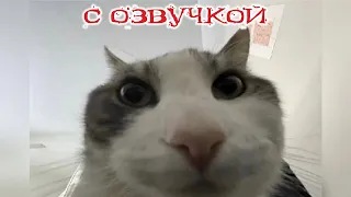 Приколы с котами! С ОЗВУЧКОЙ! - ДО СЛЁЗ! Смешные коты! Самые смешные животные!