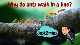 [Quick guide] Why do ants walk in a line?     | Just2mins